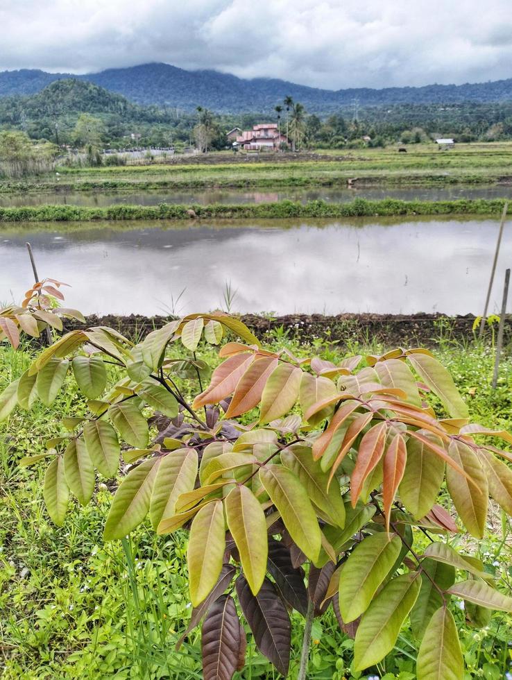 foto longan dimocarpo, longan le foglie selezionato Fokus per naturale backround