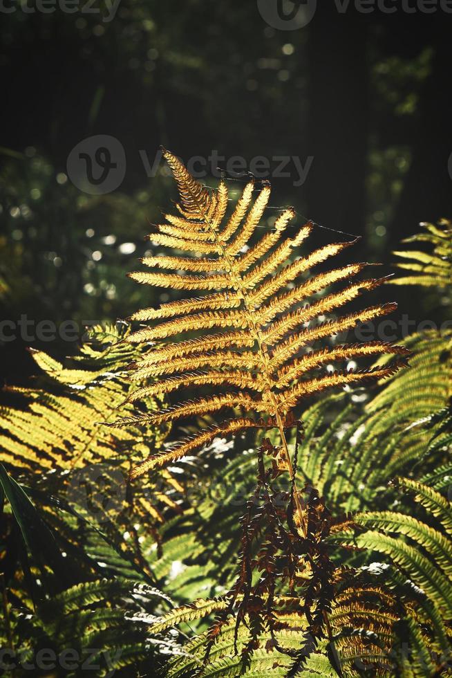 giallo verde felce foglia a autunno tempo con autunno luce. felce foglia nel primo piano foto