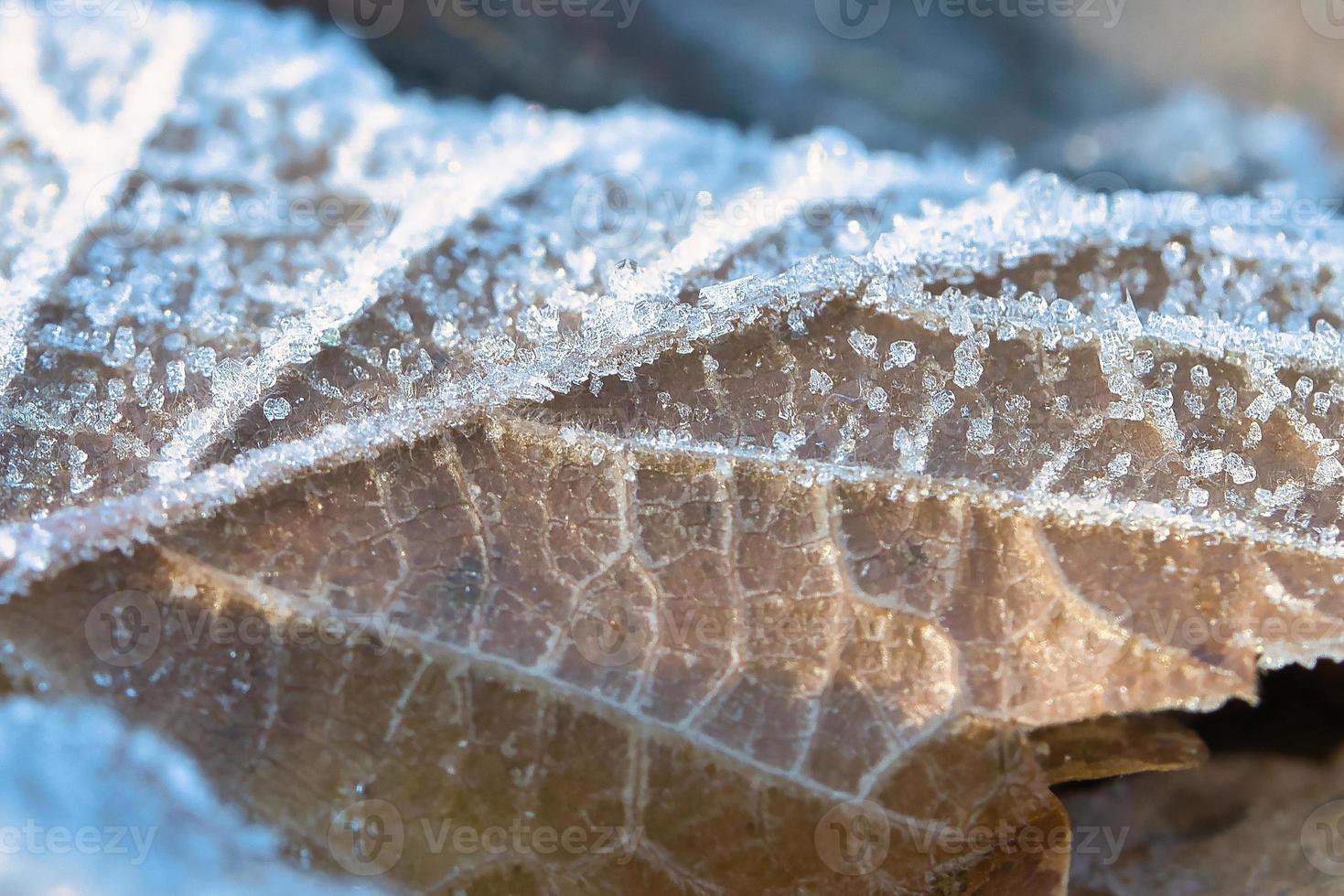 ghiaccio cristalli su le foglie dire bugie su il terra. vicino su di congelato acqua. macro tiro foto