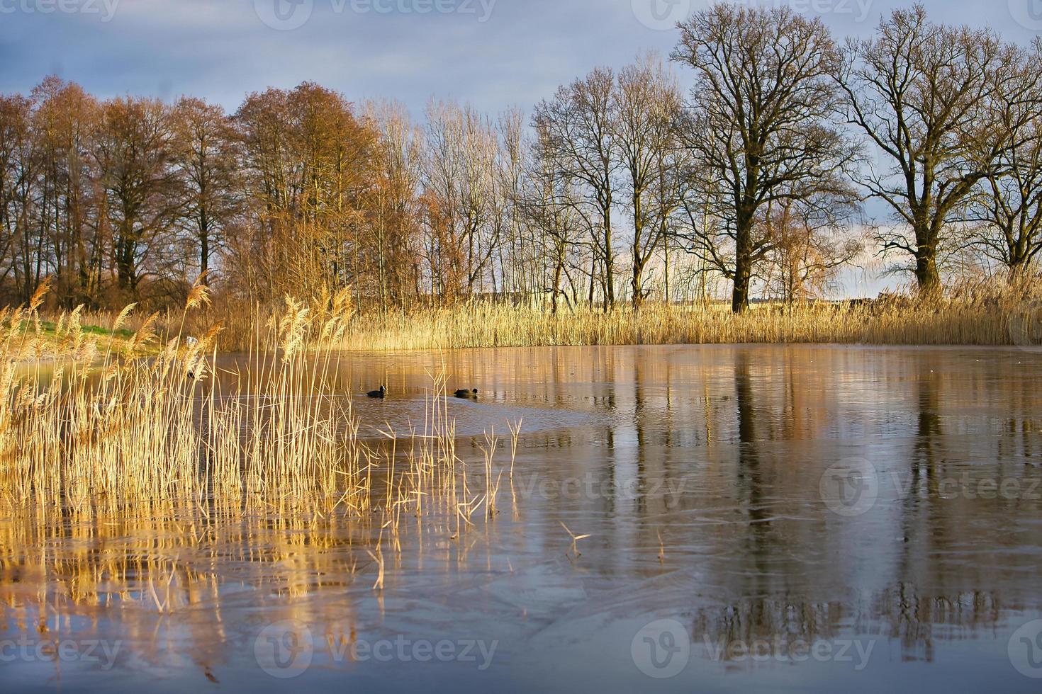 gelido lago con folaga nel il senza ghiaccio la zona. alberi su il bordo e canne nel lago. foto