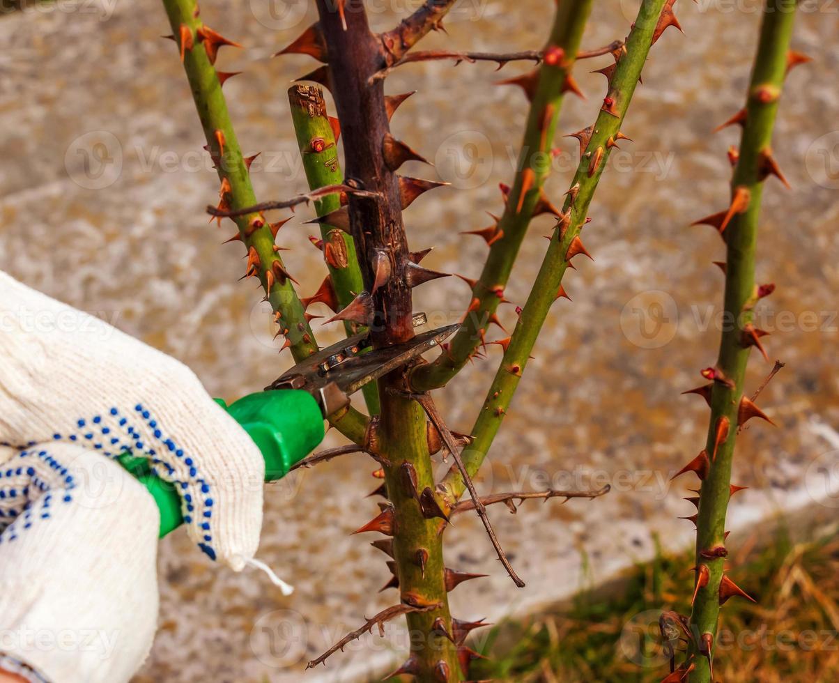 potatura rosa cespugli nel primavera. giardino opera. cesoie nel il mani di un' giardiniere foto