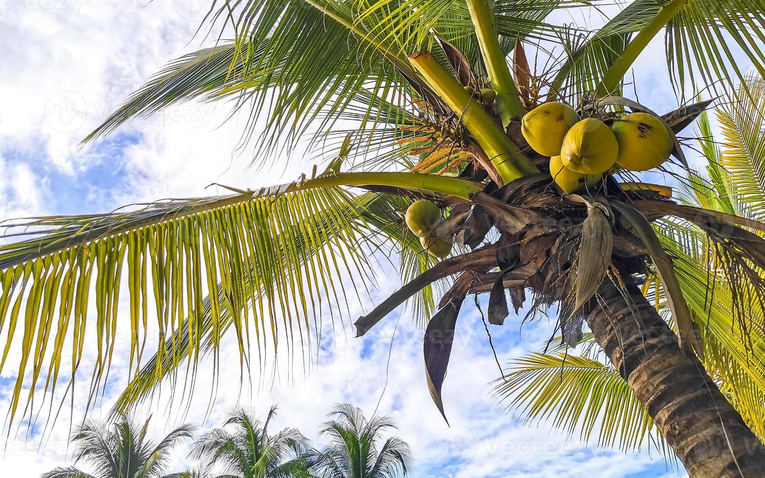 tropicale naturale palma albero noci di cocco blu cielo nel Messico. foto