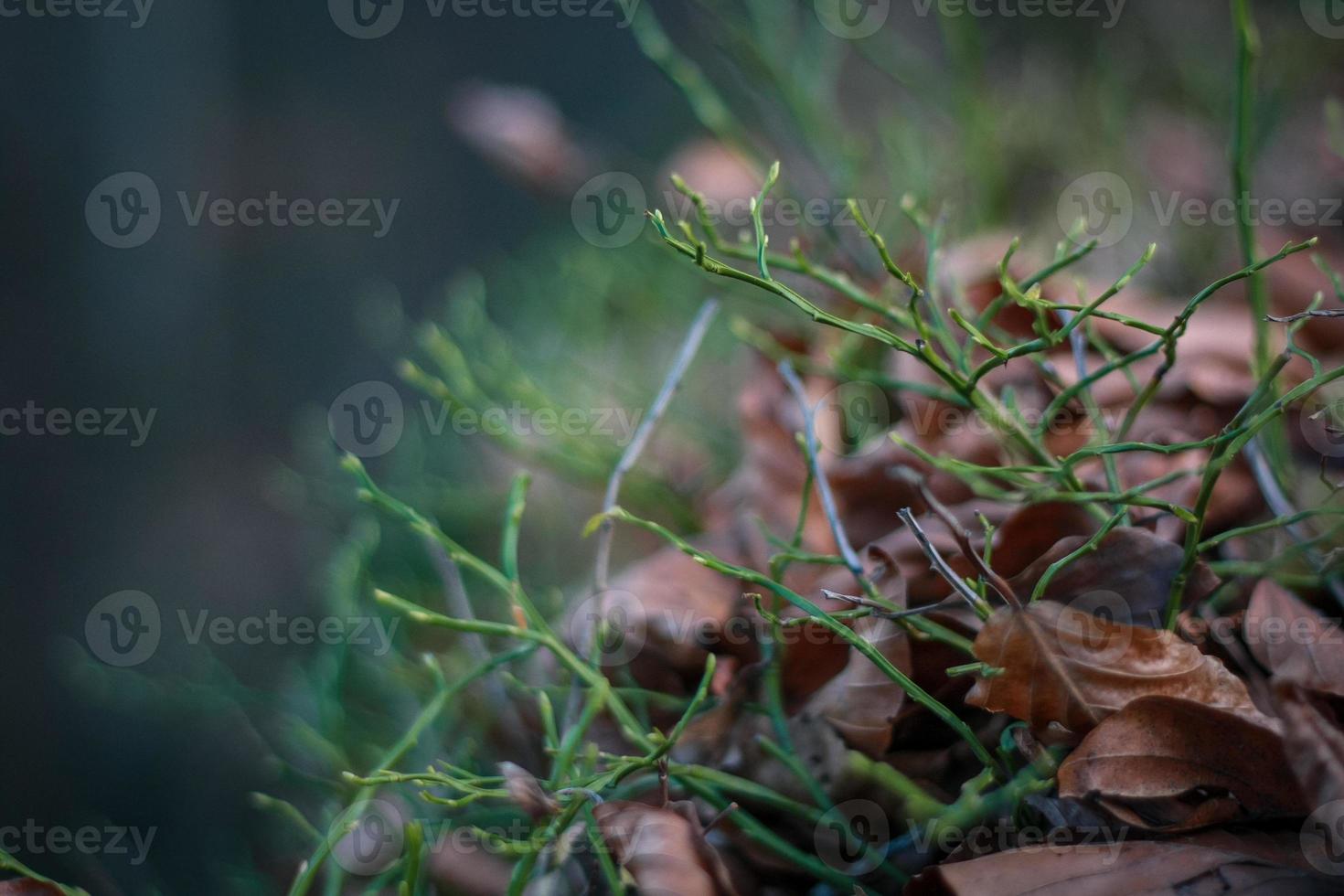 vicino su verde germogli in crescita nel asciutto le foglie concetto foto