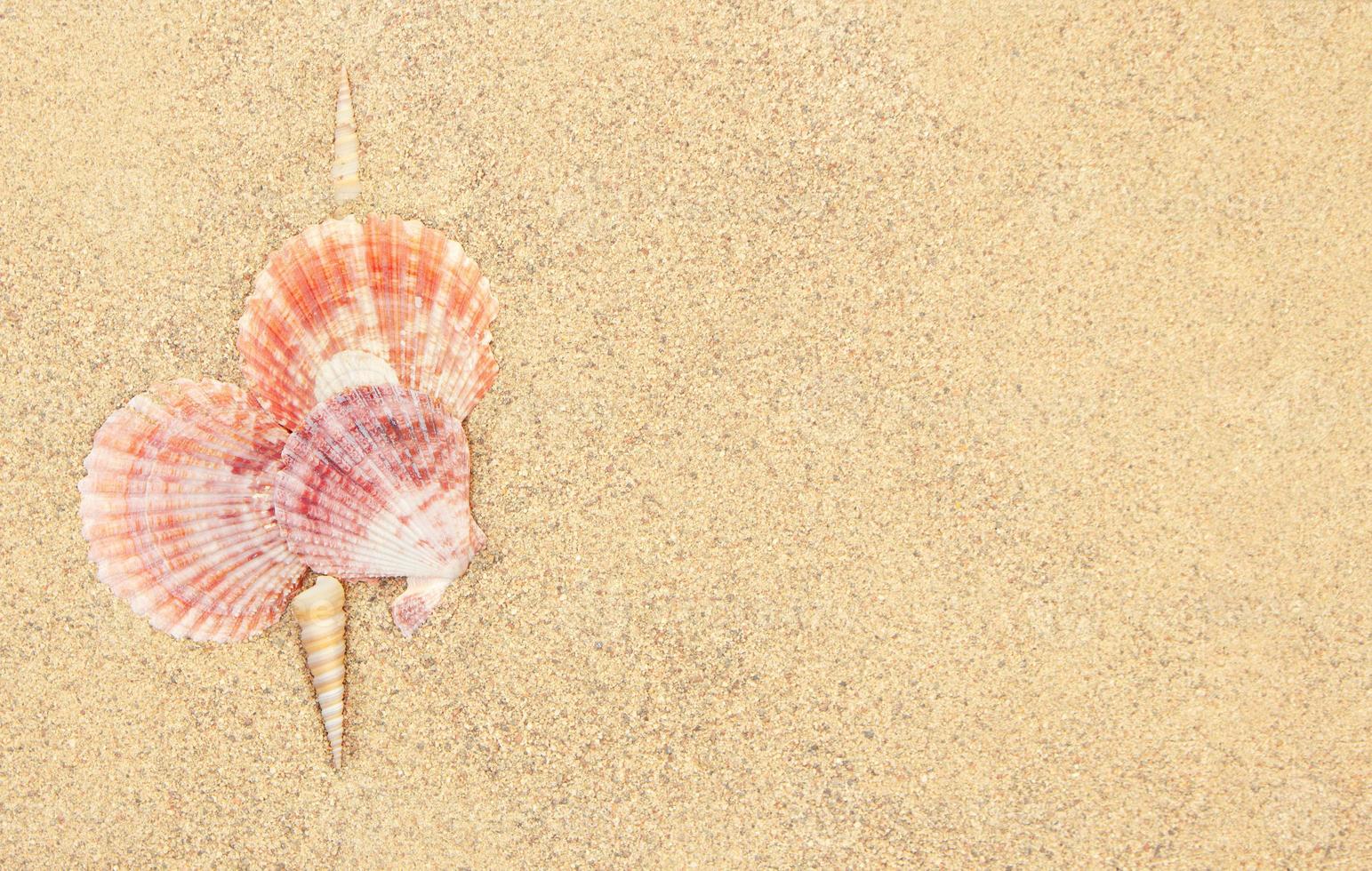 cuore fatto di rosa mare conchiglie su sabbia con spazio per testo. San Valentino giorno. copia spazio foto