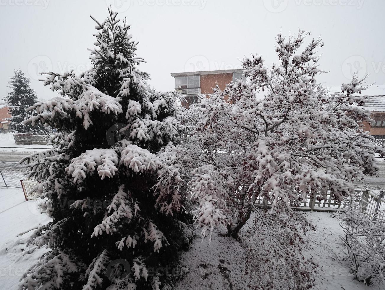 neve sugli alberi foto