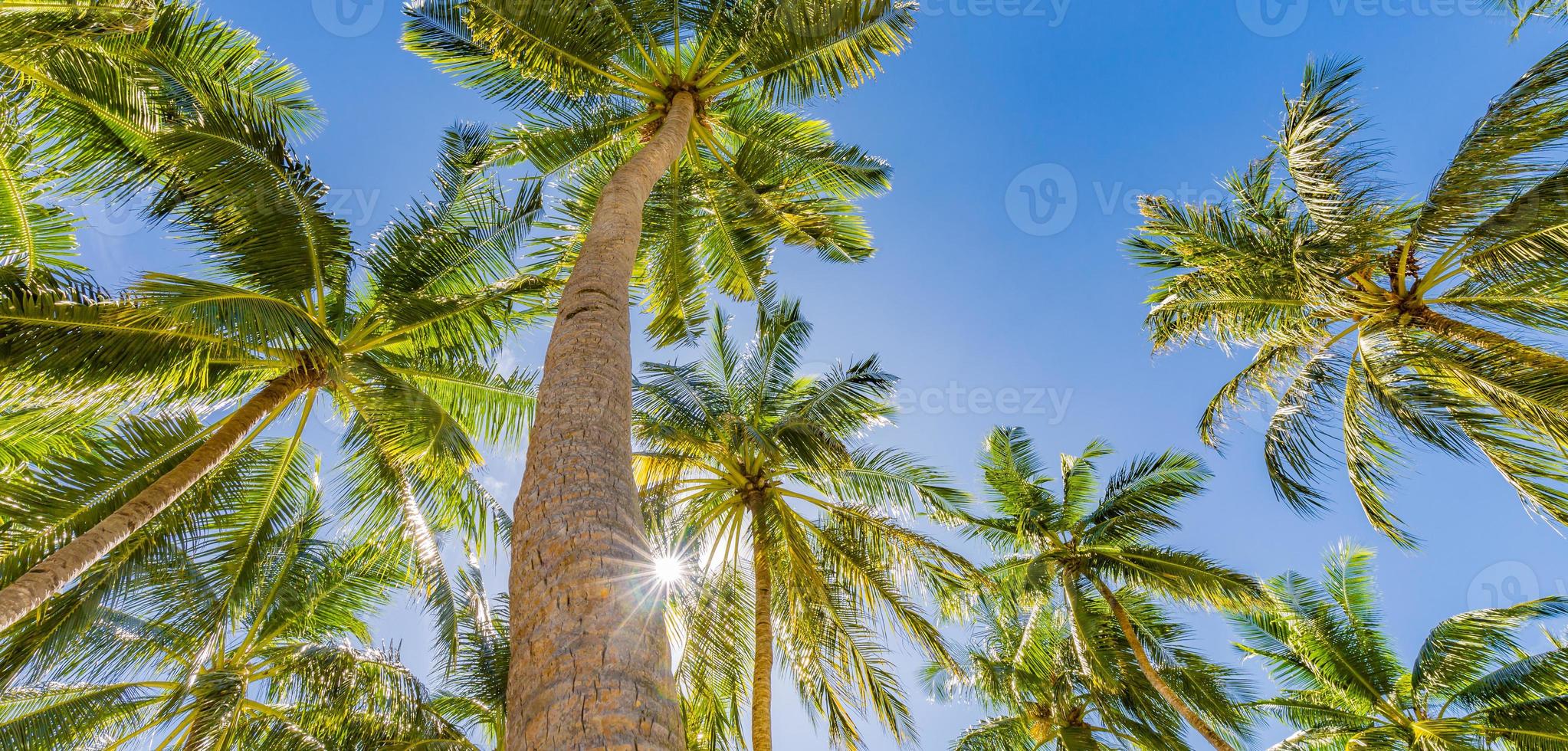 romantico vibrazioni di tropicale palma albero con sole leggero su cielo sfondo. all'aperto tramonto esotico fogliame, avvicinamento natura paesaggio. Noce di cocco palma alberi e splendente sole al di sopra di luminosa cielo. estate primavera natura foto