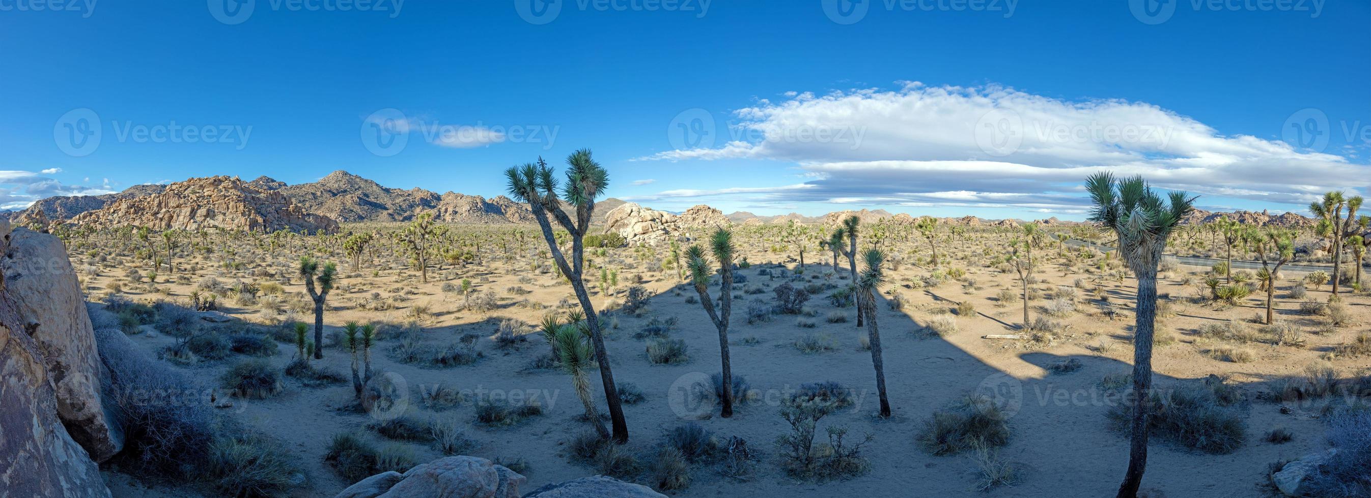 immagine di yoshua albero nazionale parco con cactus alberi nel California durante il giorno foto