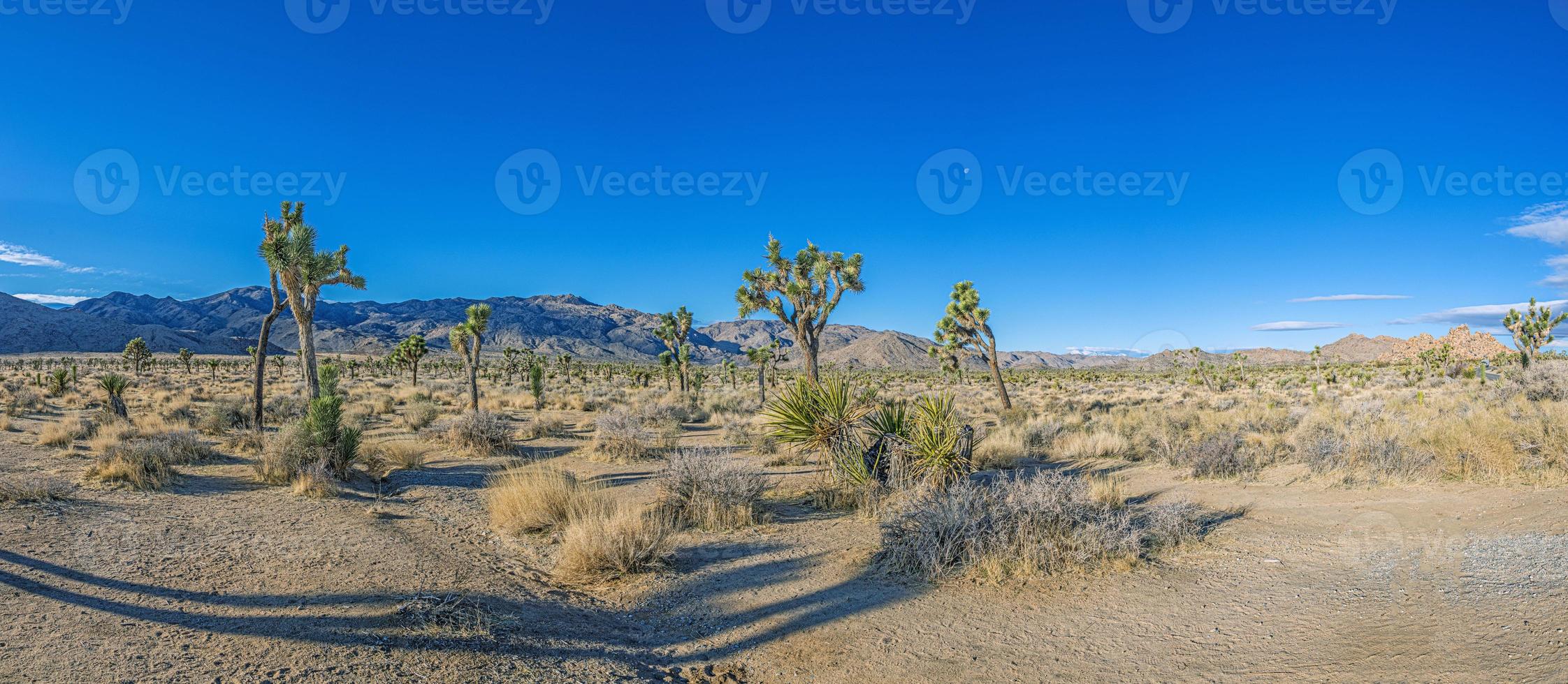 immagine di yoshua albero nazionale parco con cactus alberi nel California durante il giorno foto