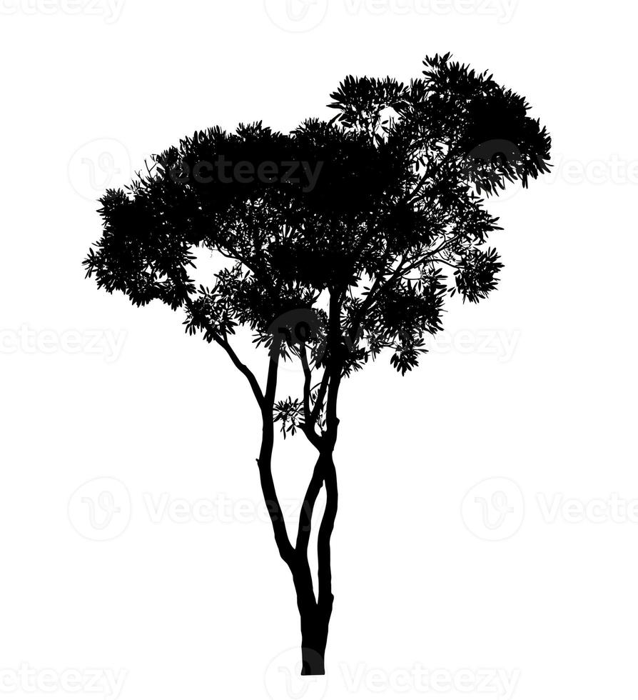 silhouette albero spazzola design su bianca sfondo, illustrazioni spazzola spazzola a partire dal vero albero con ritaglio sentiero e alfa canale foto