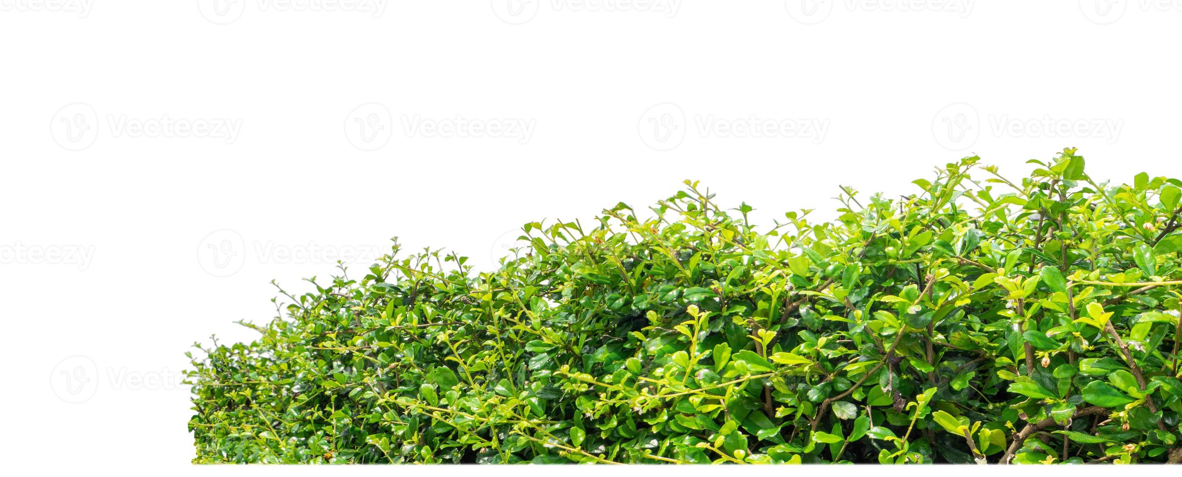 arbusti isolato su bianca sfondo con ritaglio sentiero e alfa canale foto