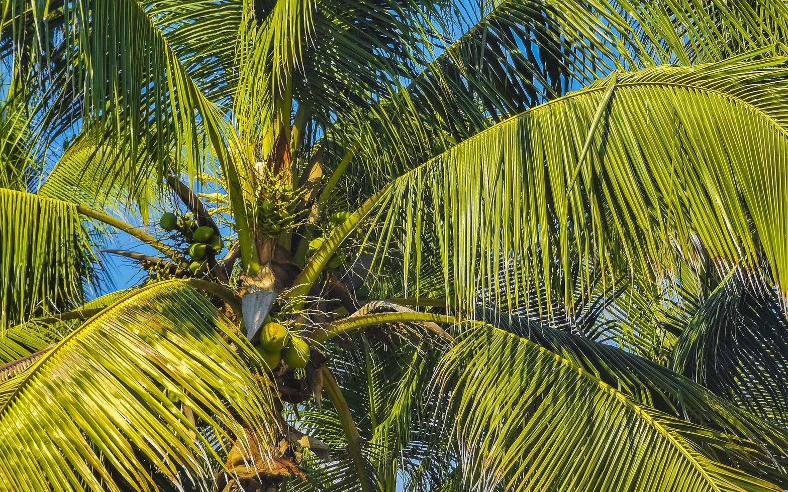 tropicale naturale palma albero noci di cocco blu cielo nel Messico. foto