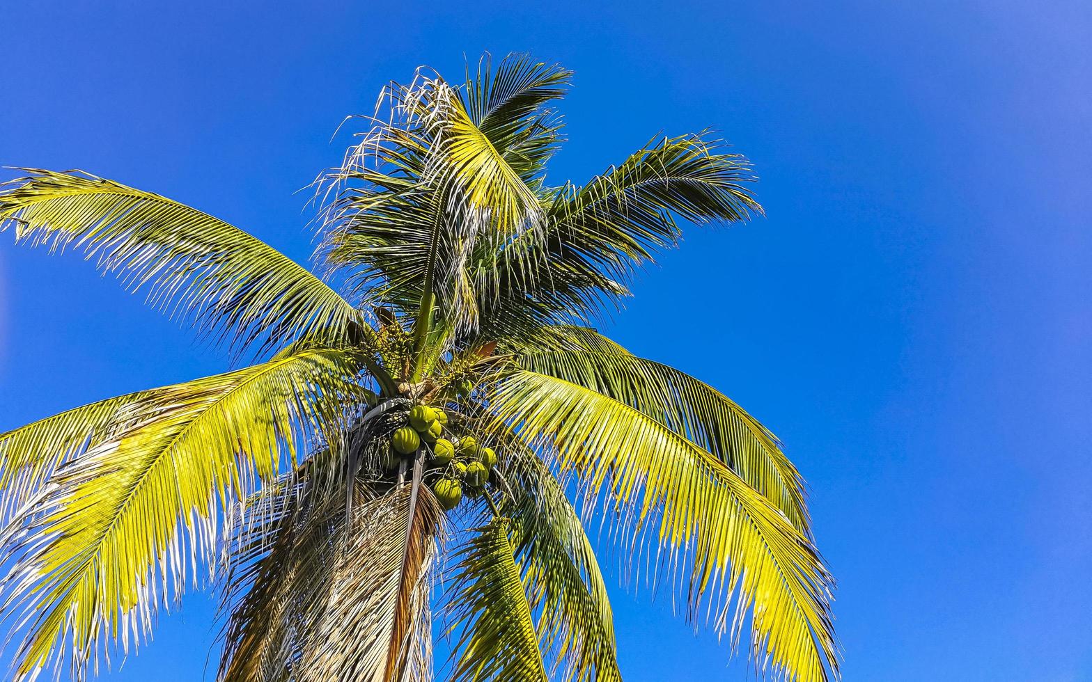 tropicale naturale palma albero noci di cocco blu cielo nel Messico. foto