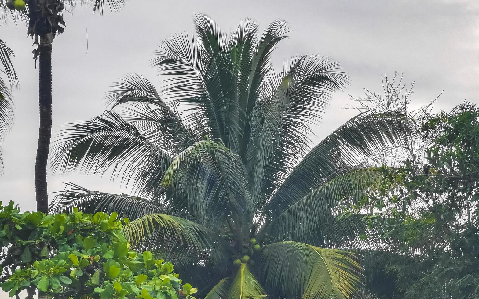 tropicale naturale palma albero noci di cocco blu cielo nel Messico. foto