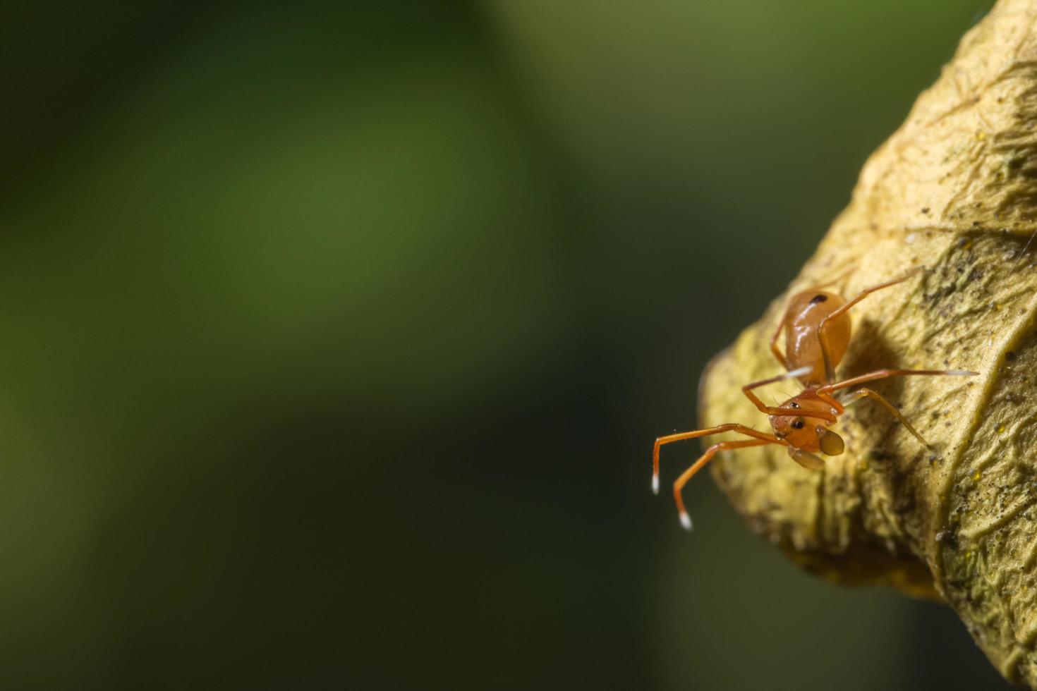 ragno su una foglia, primo piano. foto