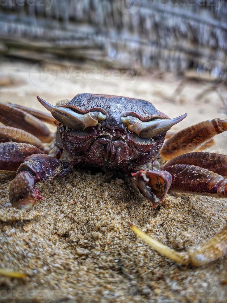 morto Granchio carcasse su il spiaggia foto