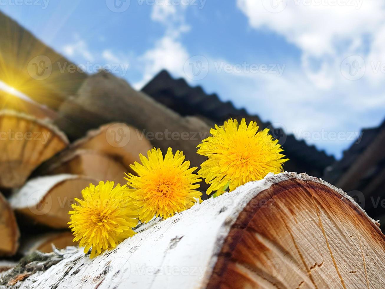 catasta di legna di betulla legna da ardere. mazzo di giallo denti di leone contro il cielo. preparazione di legna per il forno. foto