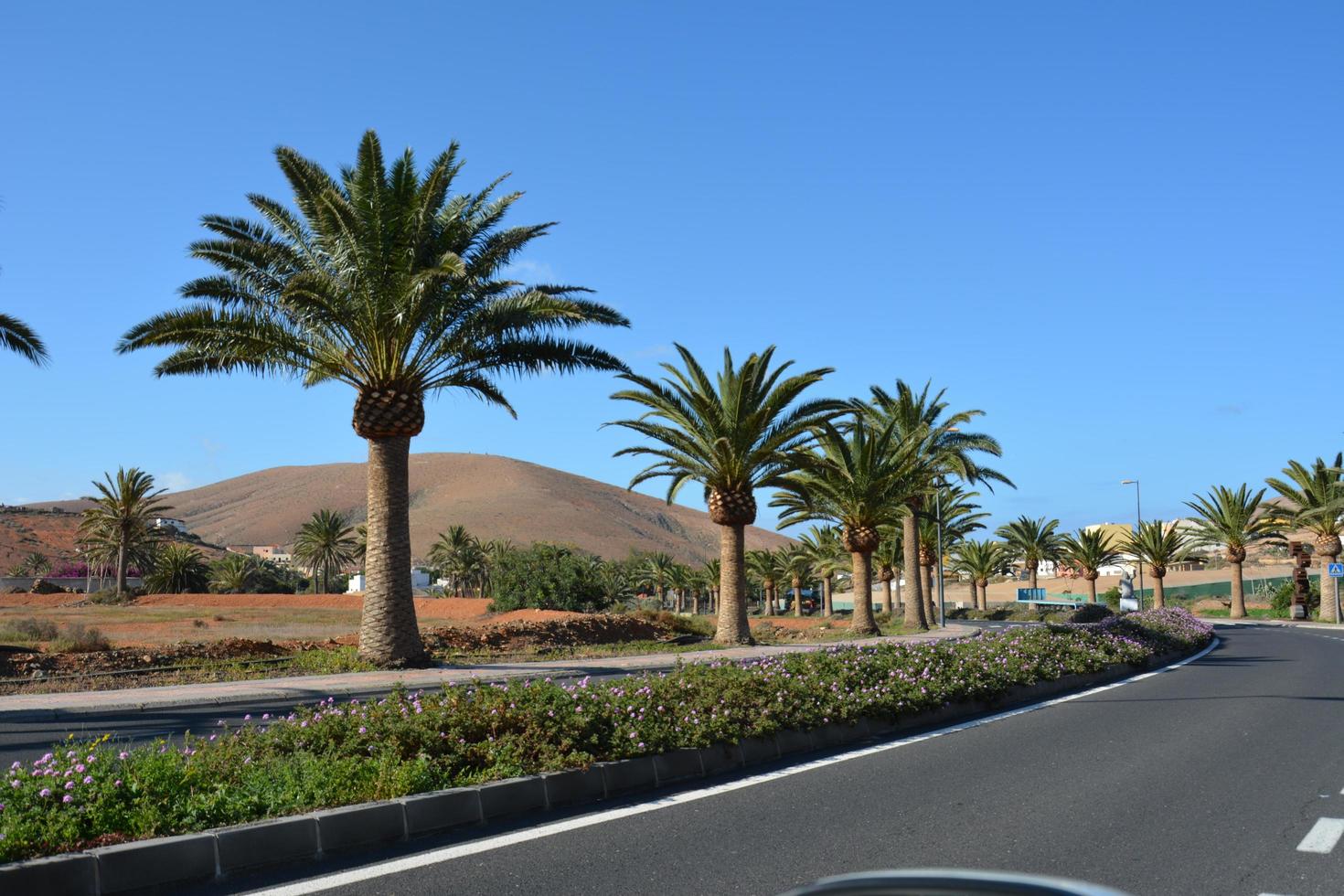 palma alberi lungo un' strada e Visualizza di vulcanico montagne fuerteventura, canarino isole, Spagna foto