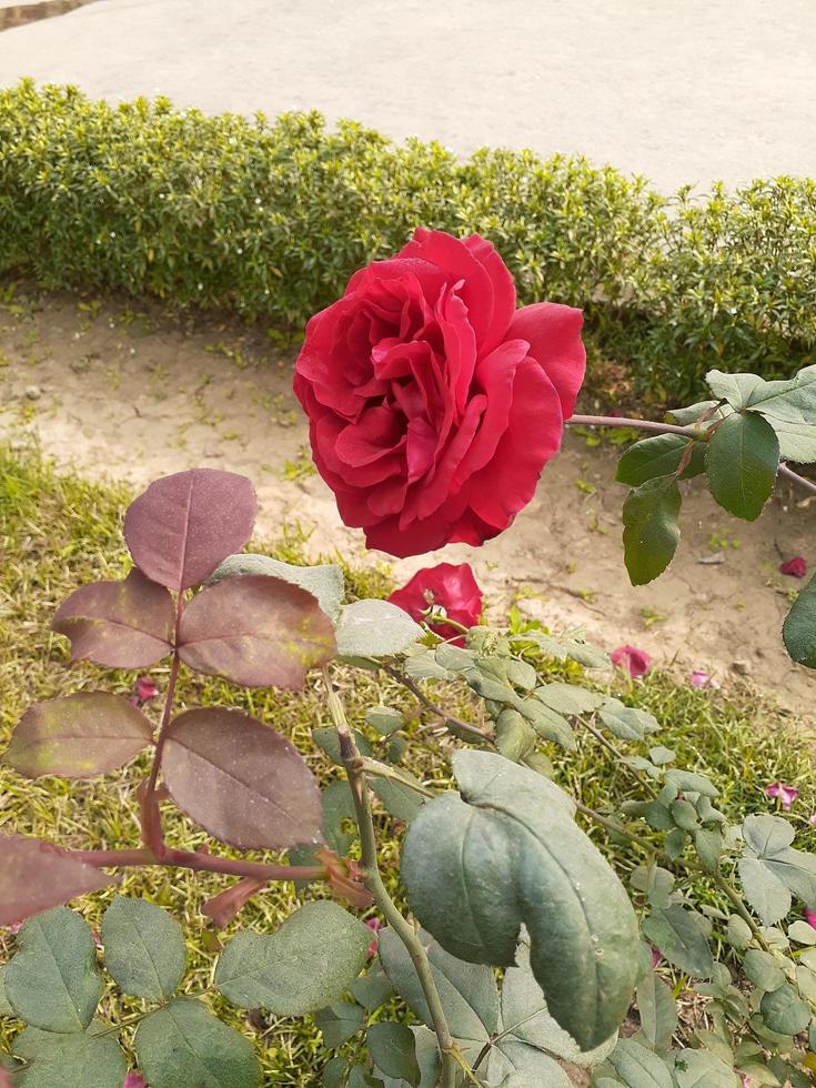 fiorire fiore nel giardino foto