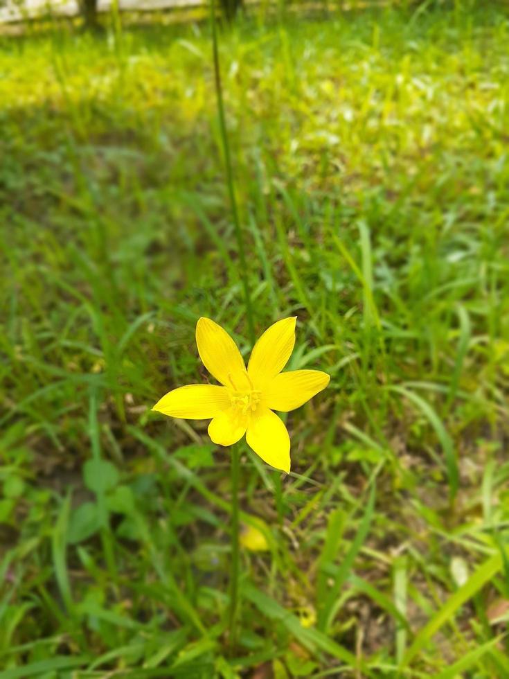 erba fiore nel giardino foto