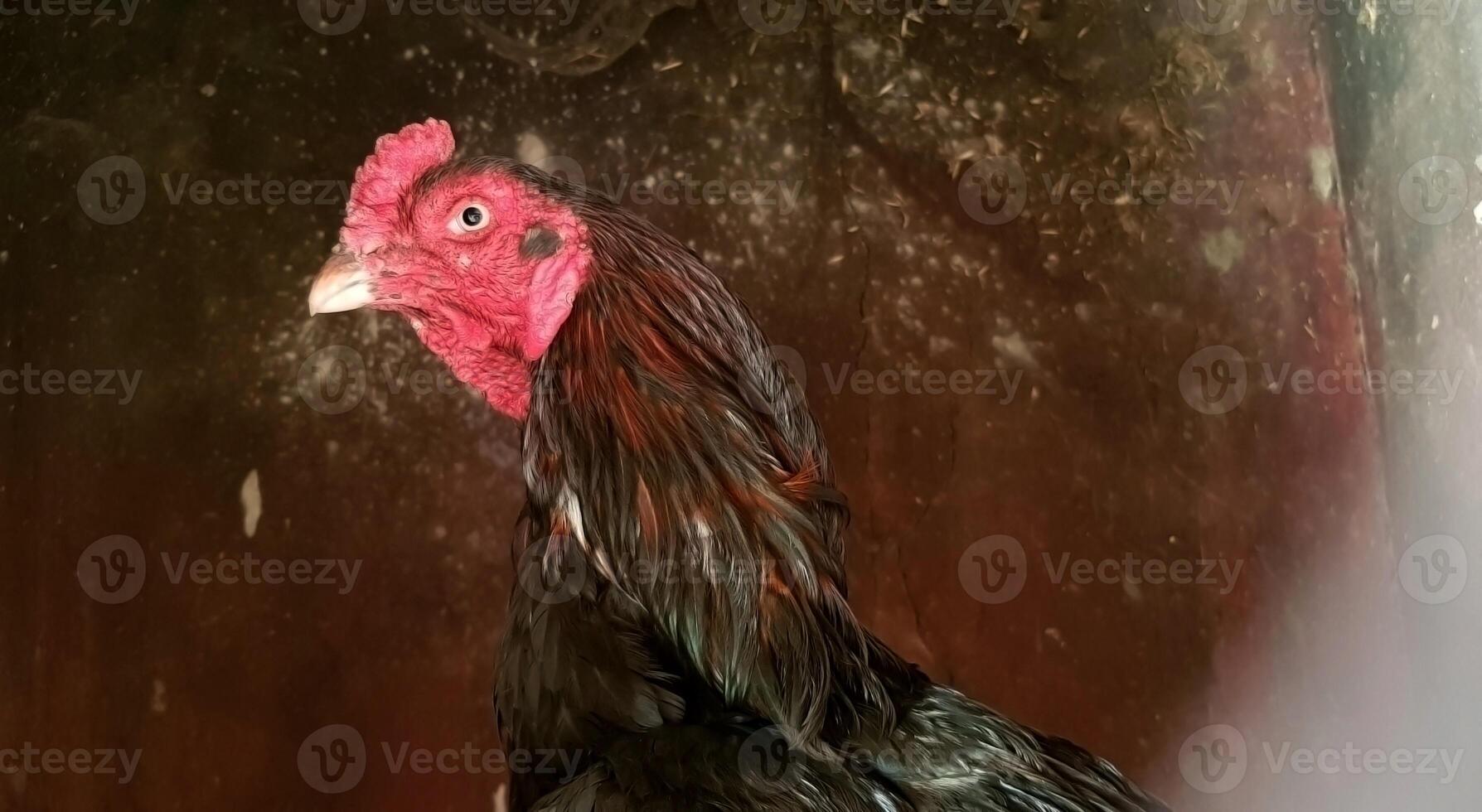 vicino su Visualizza di un' colorato gratuito gamma maschio Gallo foto