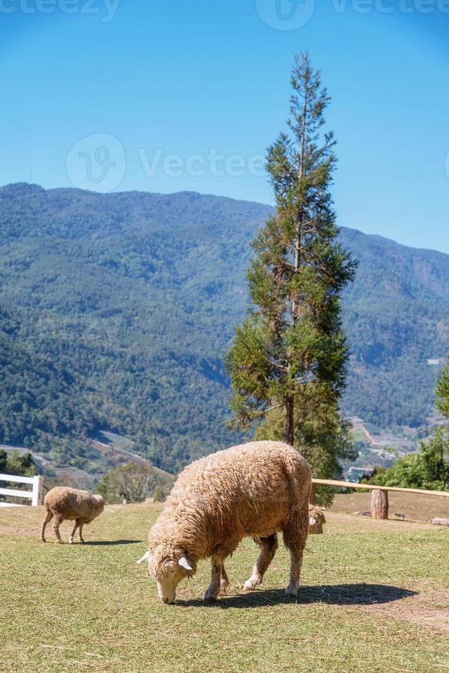 pecora masticazione erba su un' prato. foto