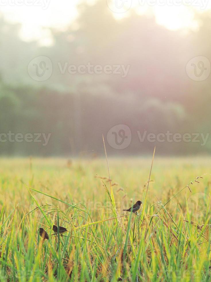 riso agricoltura e dolce sole leggero foto