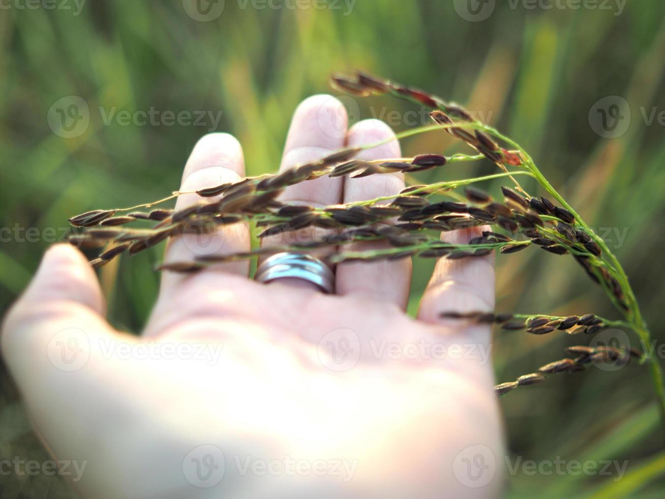 riso agricoltura e dolce sole leggero foto