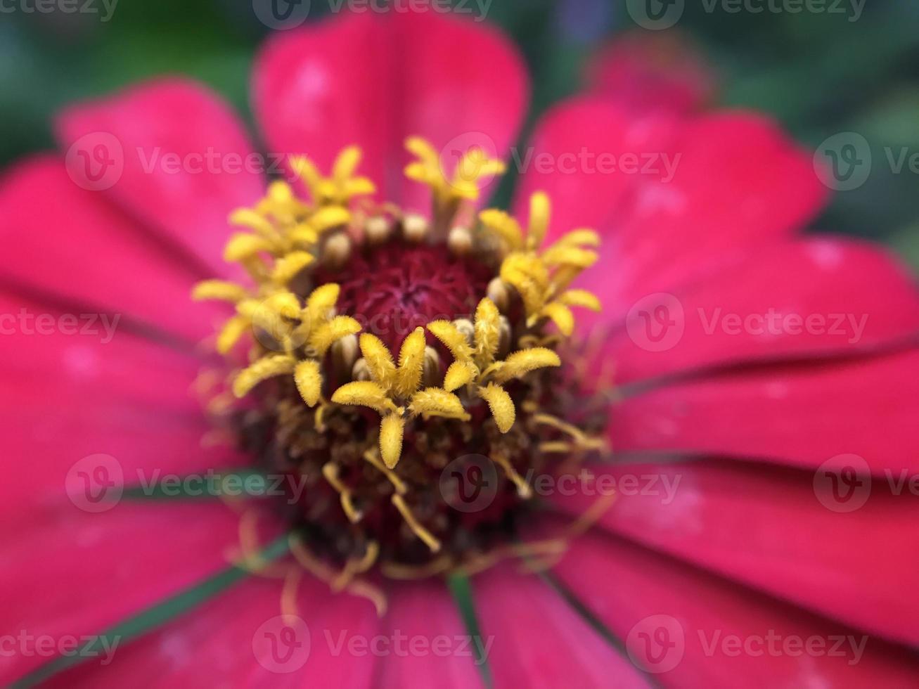 avvicinamento foto di rosso e giallo fiori.