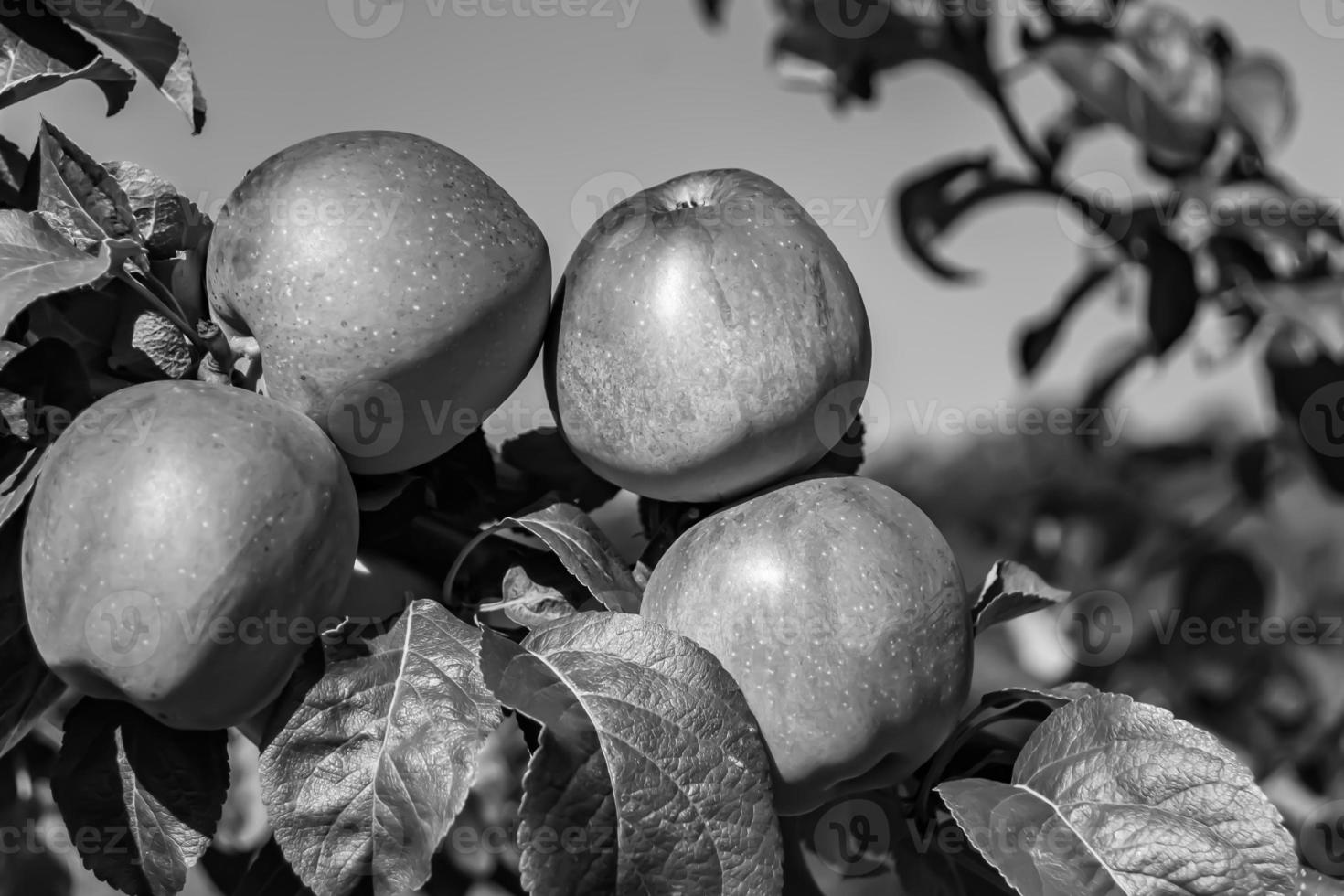 fotografia sul tema bellissimo albero di frutta ramo di melo foto