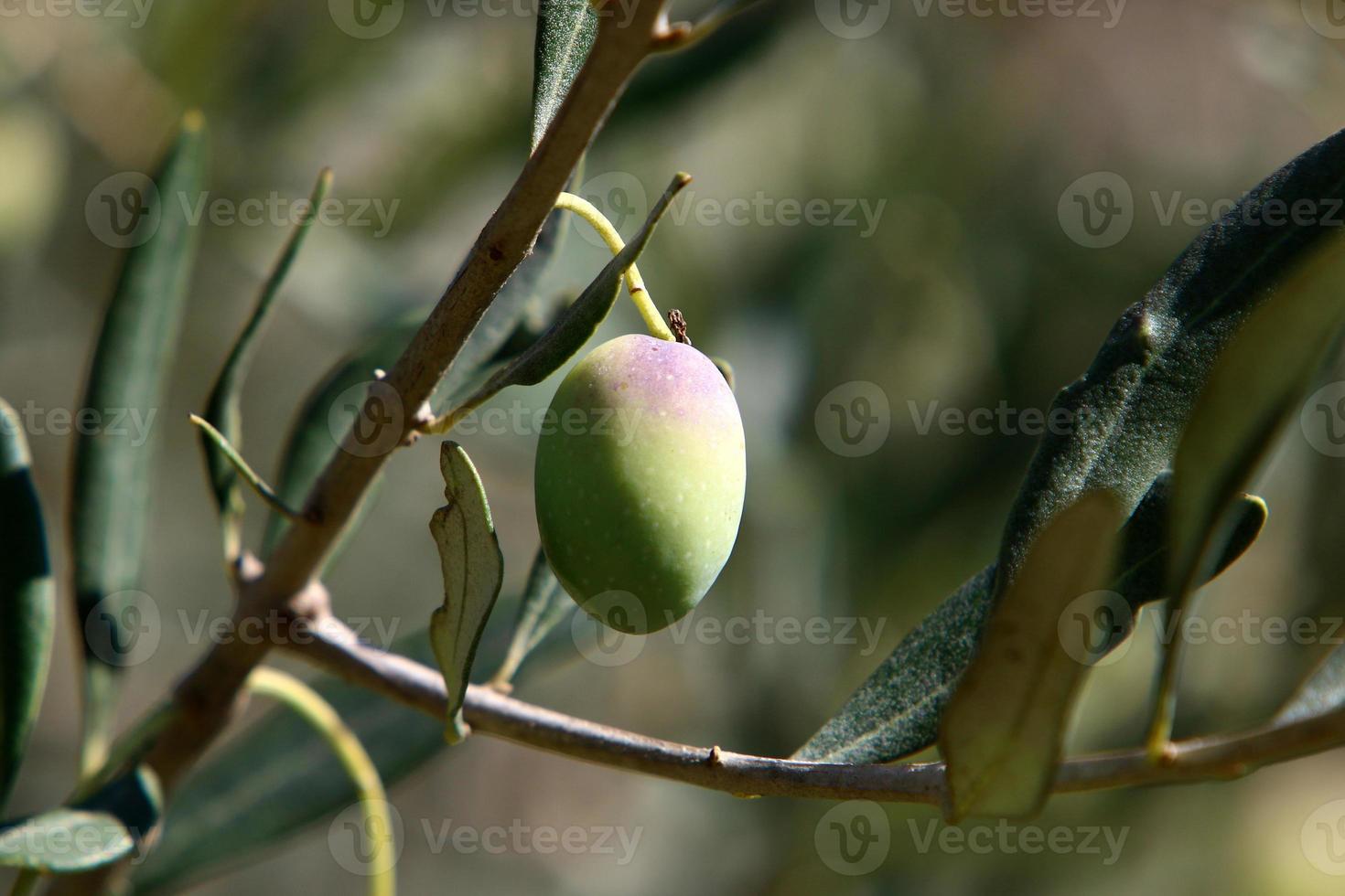 oliva alberi nel un' città parco nel settentrionale Israele. foto