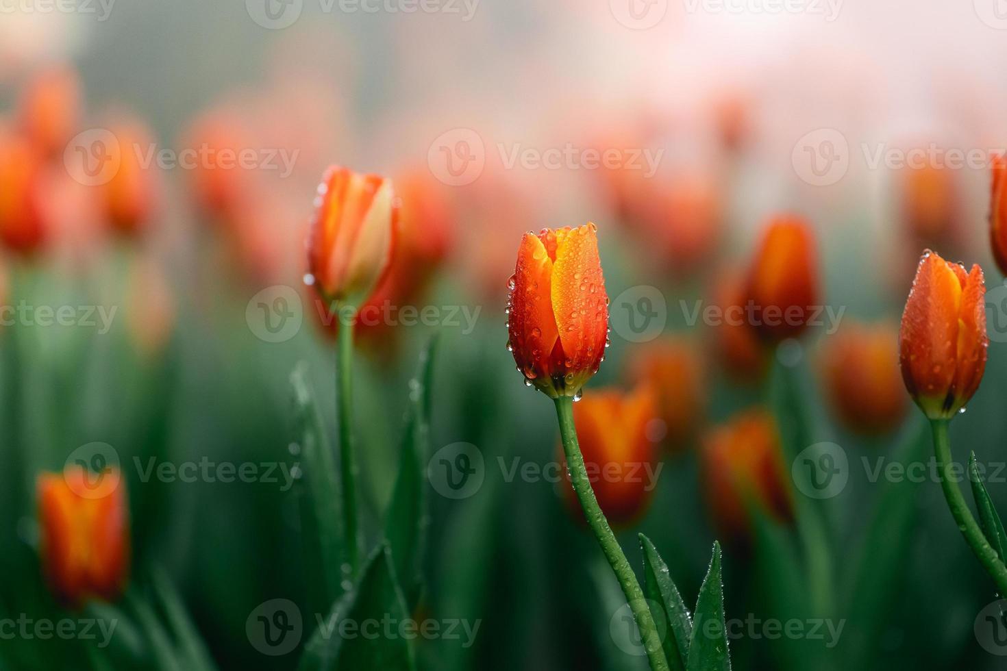 vicino su mini cuffie oftulips con fresco verde le foglie a sfocatura verde sfondo con copia spazio. olanda tulipano fioritura nel un aranciera primavera stagione. floreale sfondo bandiera per floristica negozio. fiori concetto. foto