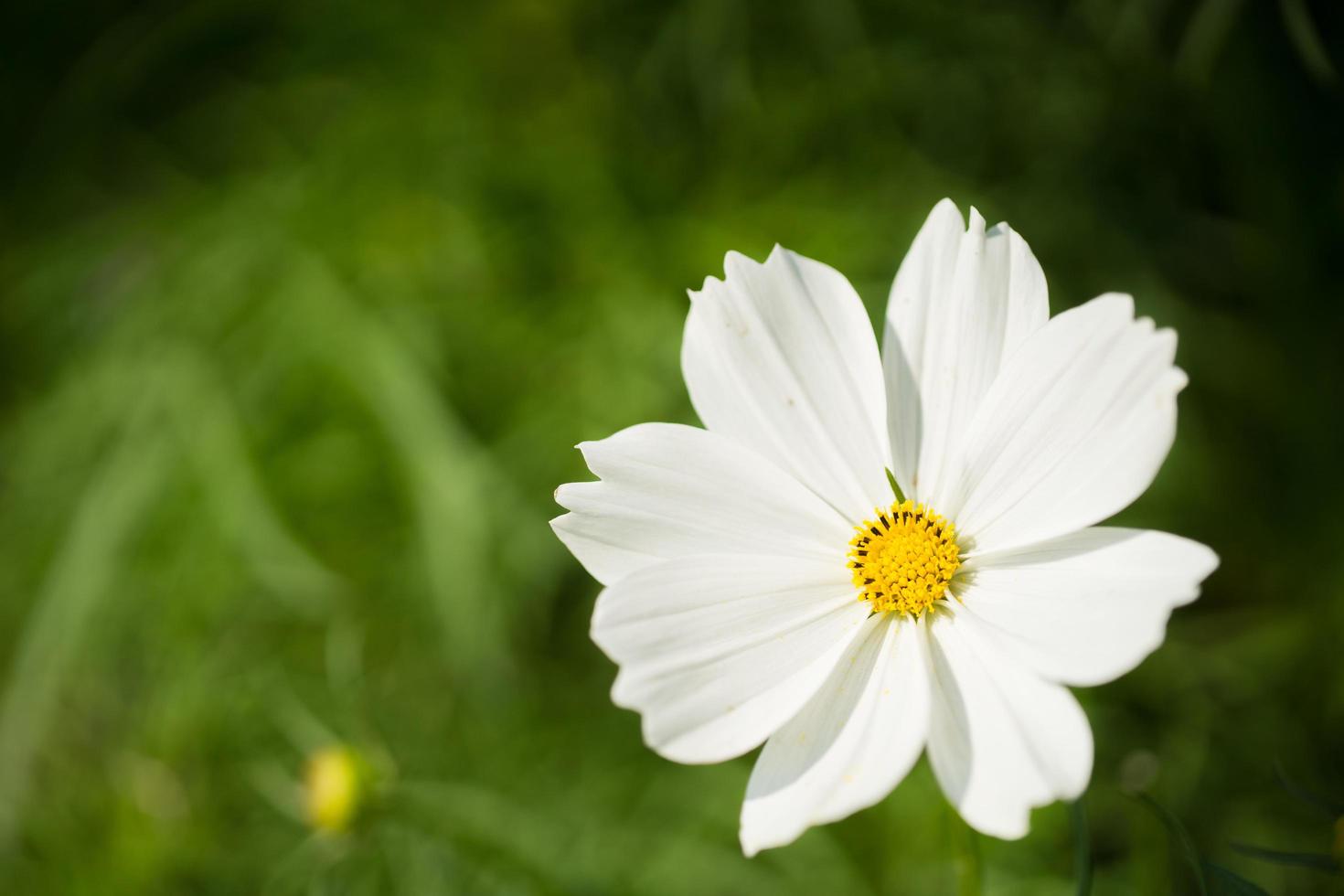 vicino su macro bianca fiore foto