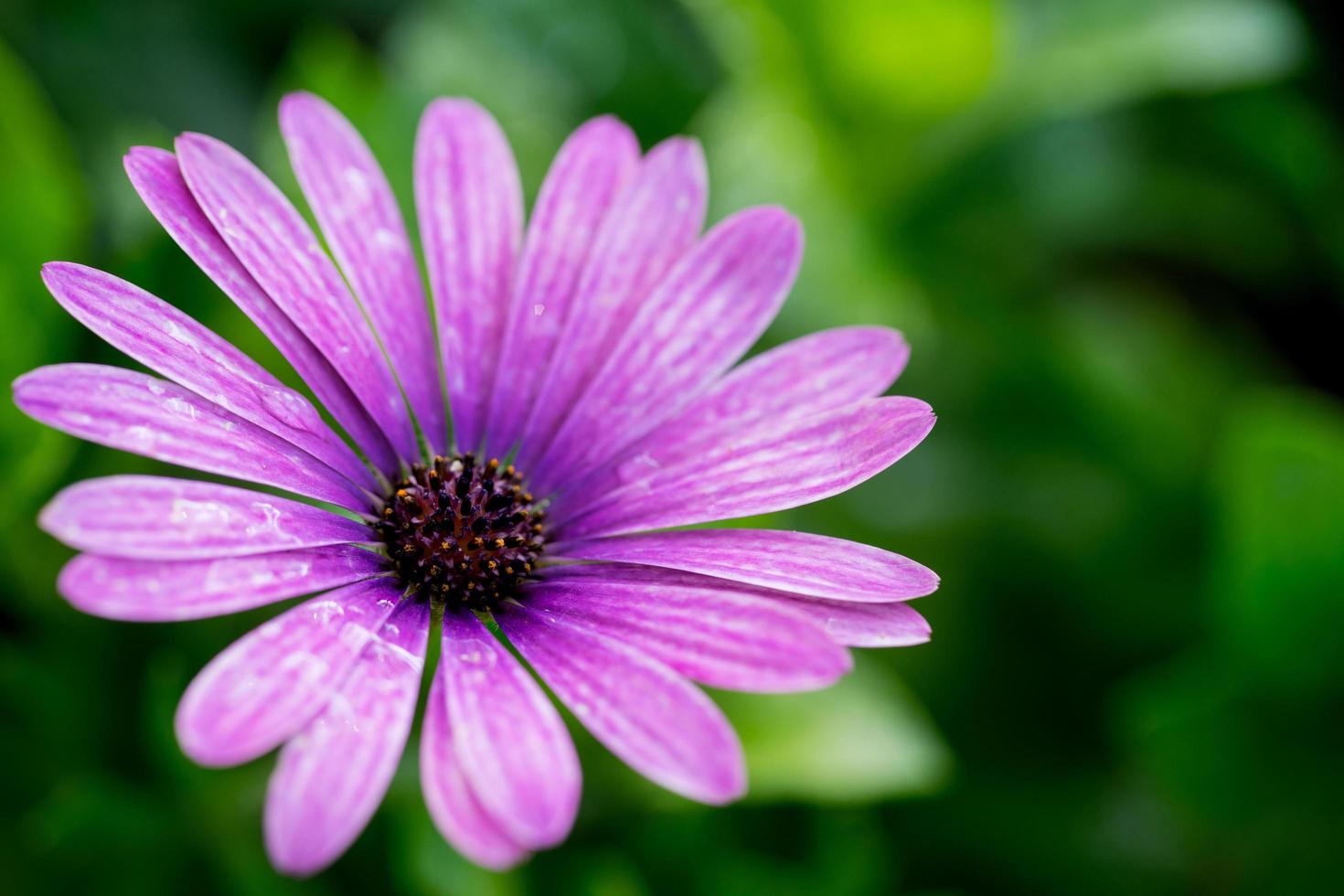 vicino su macro bellissimo rosa fiore foto