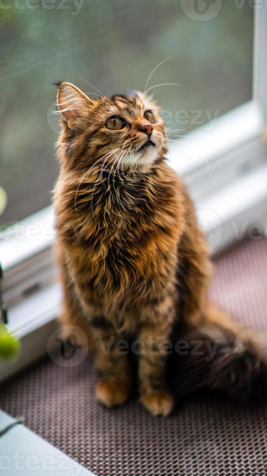 avvicinamento ritratto di un' grigio a strisce domestico cat.image per veterinario cliniche, siti di gatti, per gatto cibo. foto