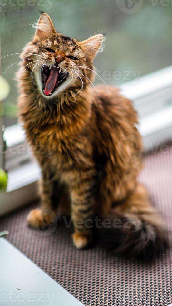 avvicinamento ritratto di un' grigio a strisce domestico cat.image per veterinario cliniche, siti di gatti, per gatto cibo. foto