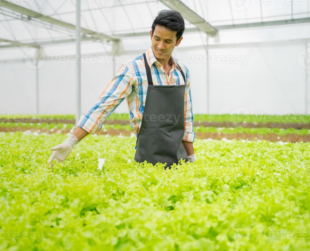 asiatico uomo in crescita lattuga verdura nel idroponica serra piccolo attività commerciale agricoltura azienda agricola. maschio giardinaggio proprietario con orgoglio produrre biologico piantagione salutare insalata, vegetariano cibo nel urbano giardino foto