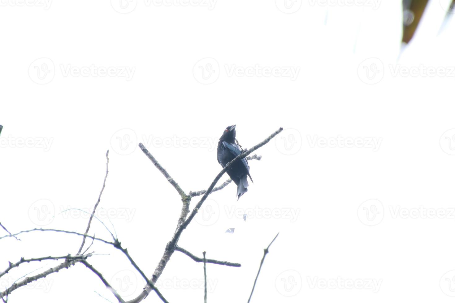 maggiore racchetta dalla coda drongo su su il albero foto