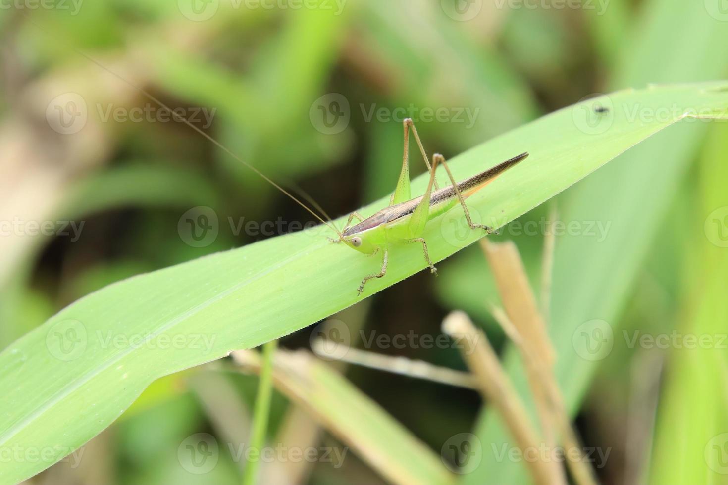 macchiato prato katydid su un' foglia foto