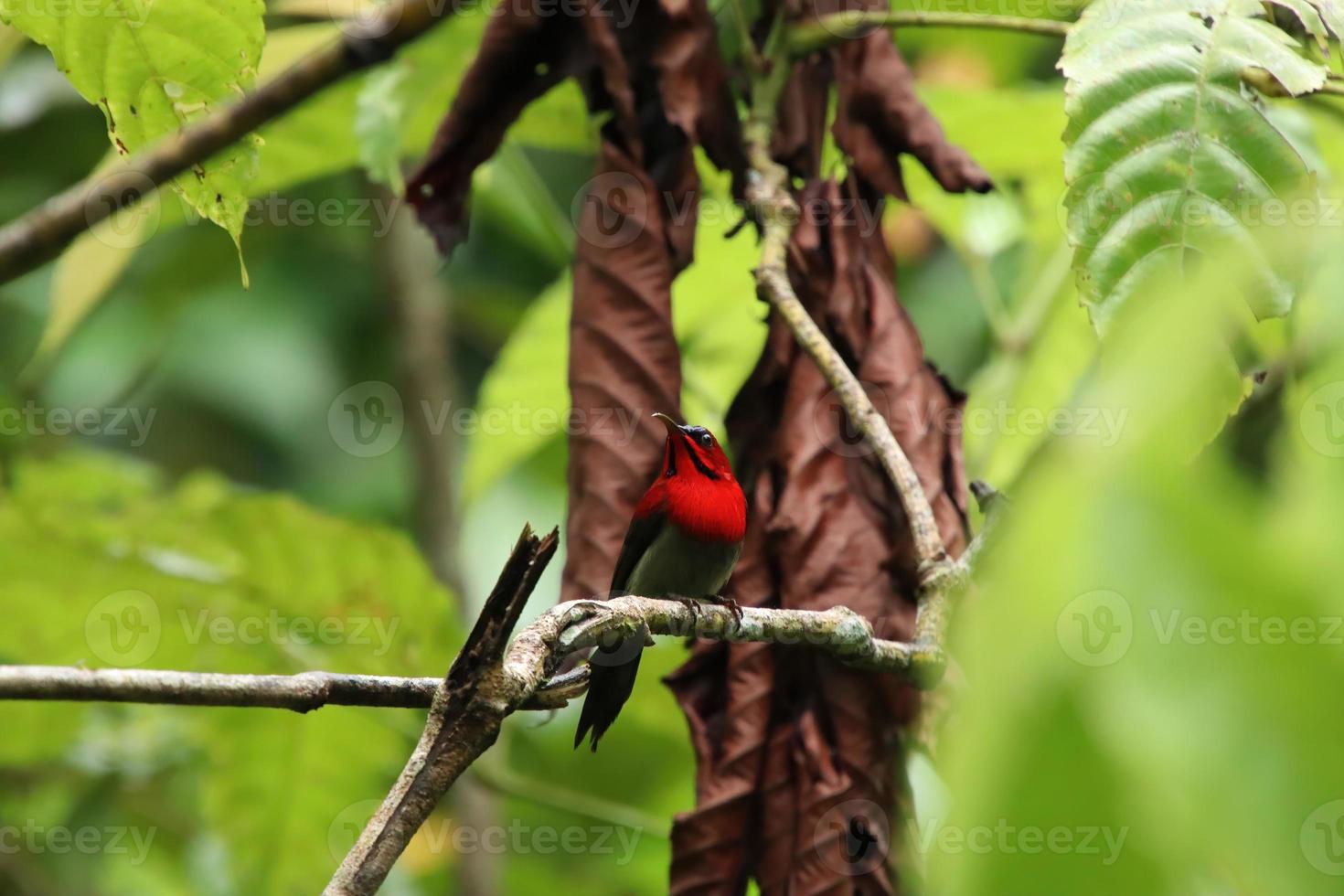 cremisi sunbird tra il fiori foto