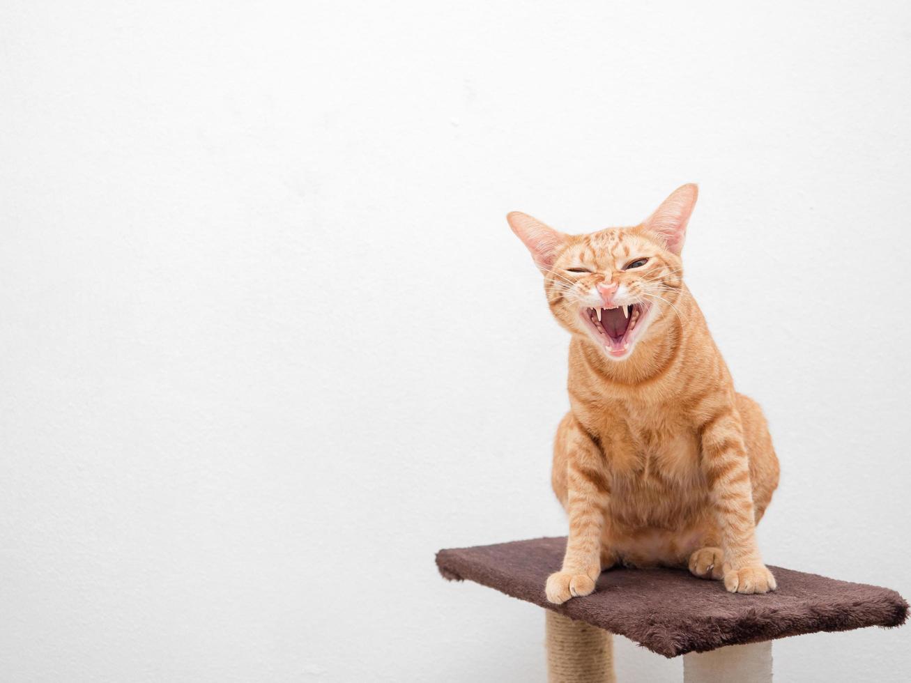 arancia gatto ruggito viso sedersi su gatto condominio copia spazio sinistra lato bianca sfondo foto