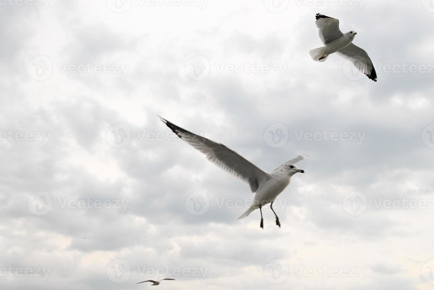 volante gabbiani sotto grigio cielo foto