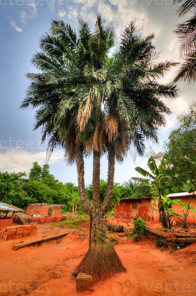 tre troncato palma albero, Ghana foto