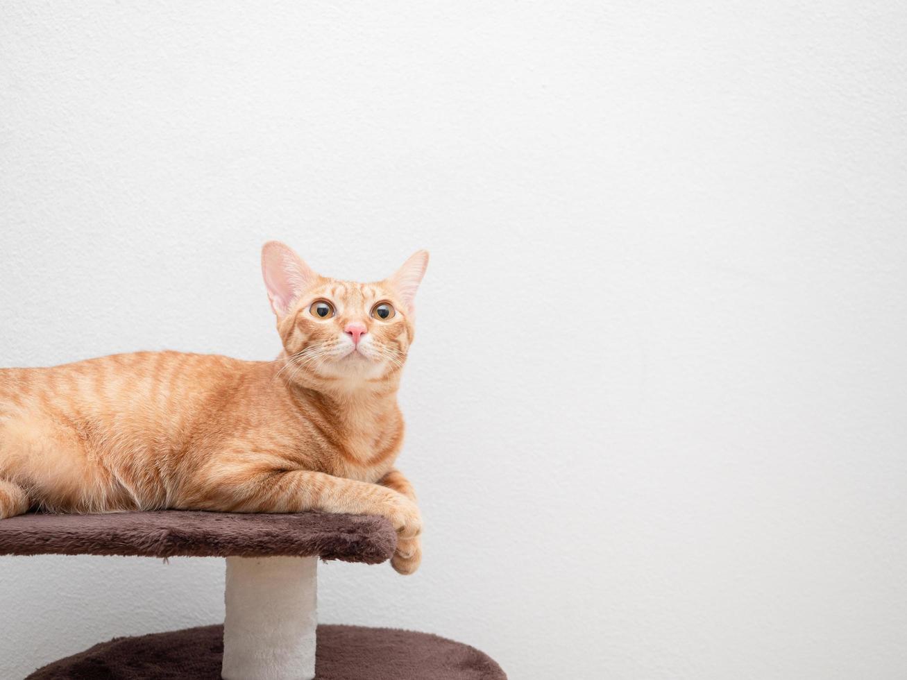 gatto arancia colore posare su gatto condominio Guarda su copia spazio bianca sfondo foto