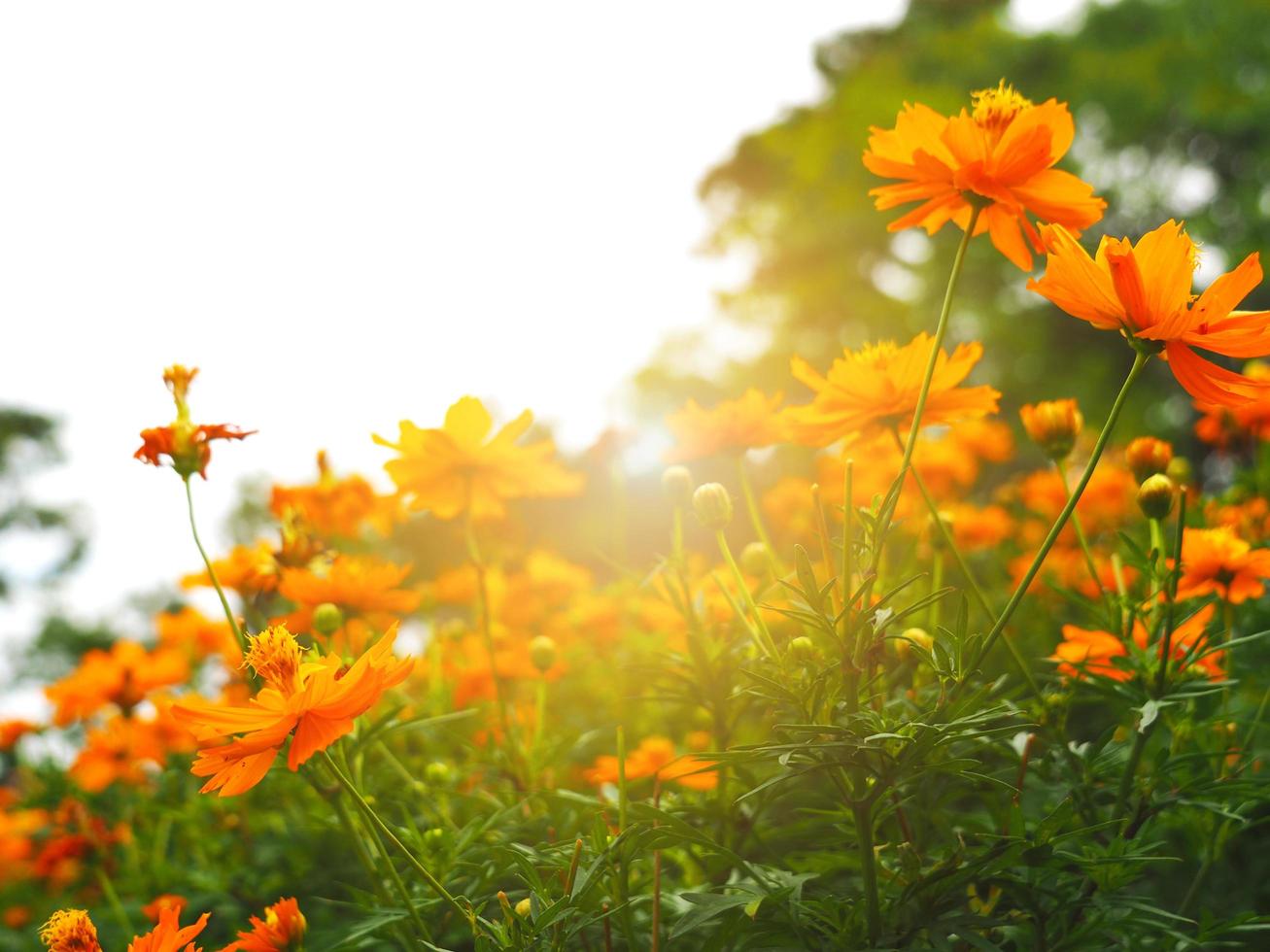 gruppo di arancia fiore nel il parco a mattina con leggero di luce del sole fresco floreale foto