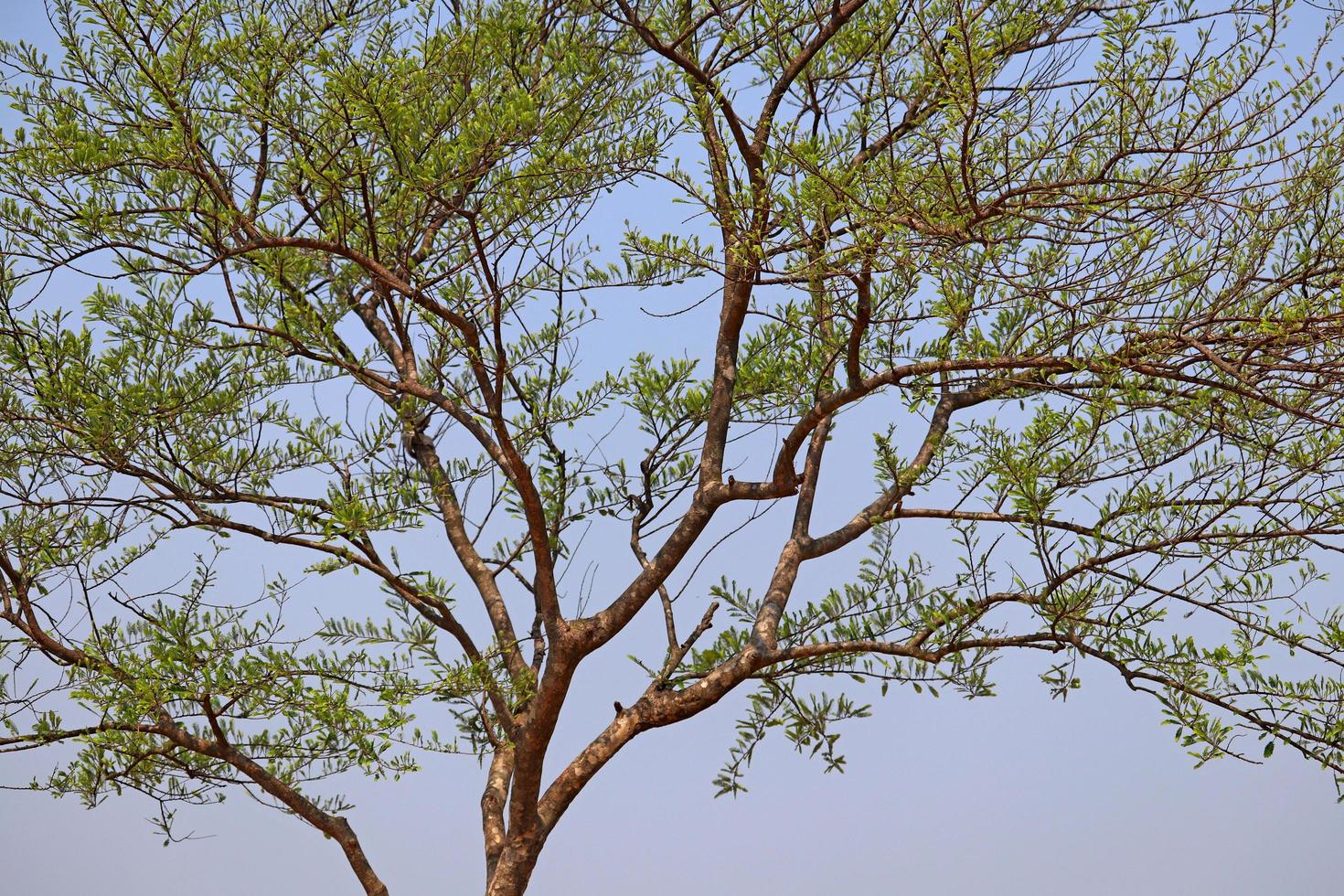 il struttura di foglie, alberi rami Visualizza con chiaro cielo. bellissimo attualità fresco Visualizza, natura sfondo o struttura foto