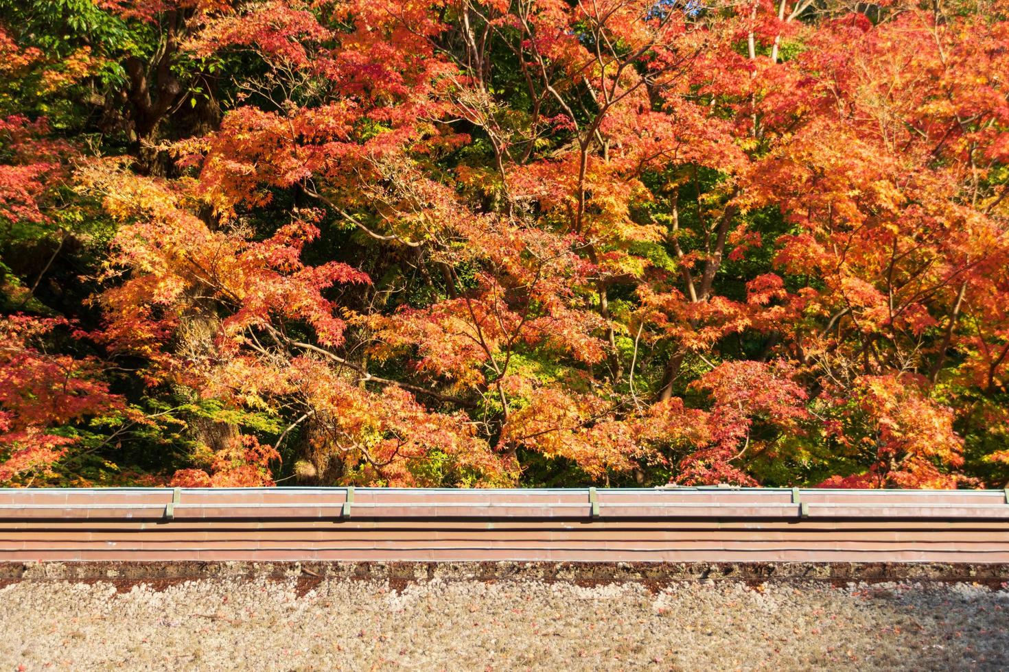 acero albero durante autunno autunno stagione nel colore modificare giallo, rosso, arancione con antico tradizione tetto di tempio santuario foto