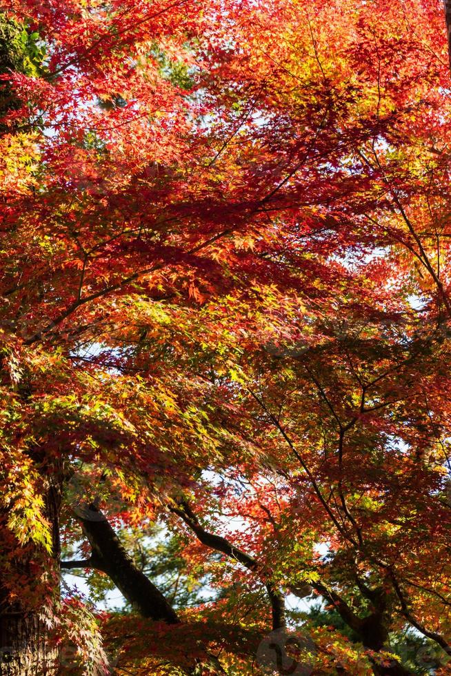 vicino su di acero albero le foglie durante autunno con colore modificare su foglia nel arancia giallo e rosso, caduta naturale sfondo struttura autunno concetto foto