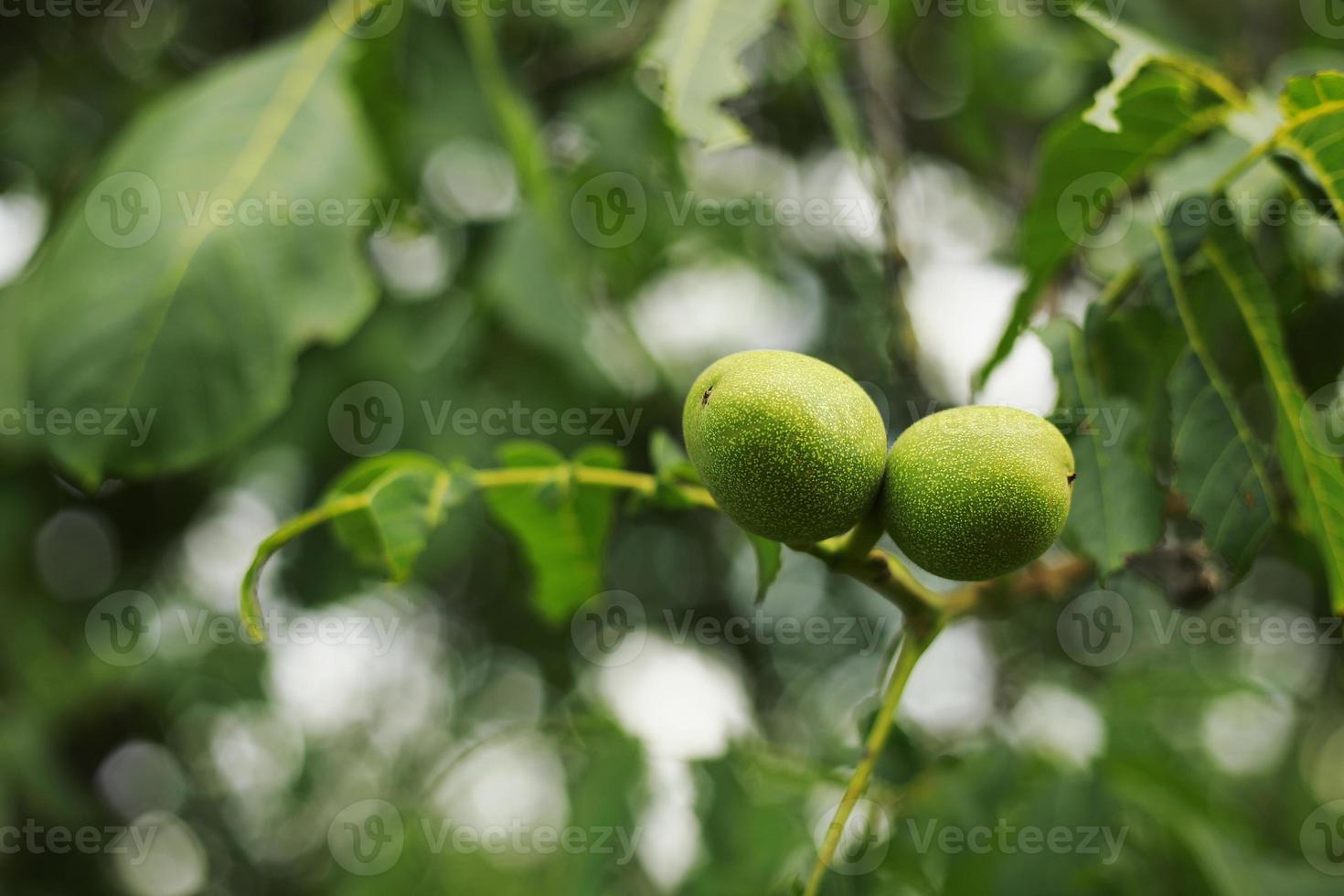 verde noce giovane frutta maturazione su il albero con foglie, naturale agricolo sfondo foto