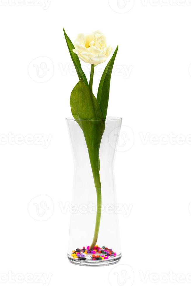 tre tulipani gialli in un barattolo di vetro. fiori primaverili tulipani su sfondo bianco foto