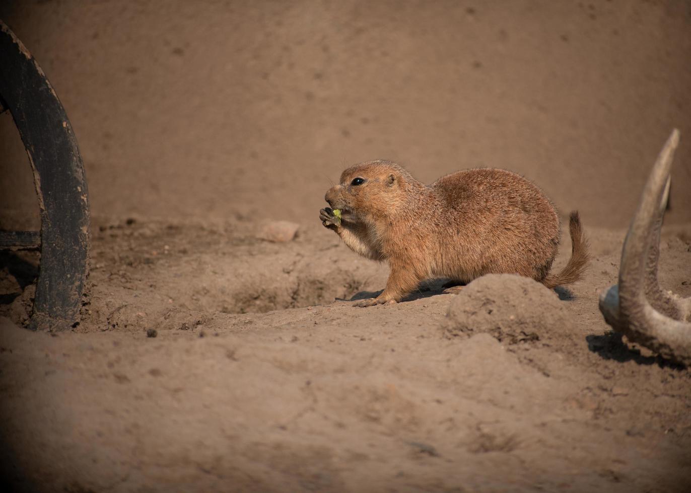 citello mangiare lattuga nel un' zoo allegato foto